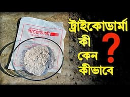 ট্রাইকোডার্মা কি? কেন? কিভাবে কাজ করে? গাছে ট্রাইকোডার্মা দিলে কি হয় দেখুন?