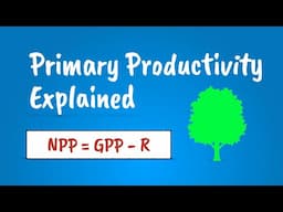 Primary Productivity Explained