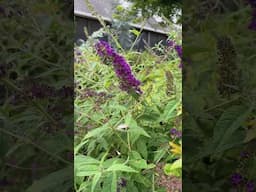 Why You Need a Butterfly Bush in Your Garden! 🌸🦋  #gardening