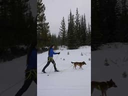 3 Tips for cross country skiing with your dog 🎿