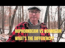 Hornbeam vs HopHornbeam - Mystery Solved!