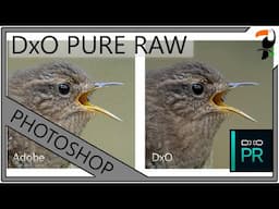 Stop Using Adobe to Process your RAW files - DxO Pure RAW is Amazing!