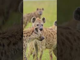 HYENAS ARE EXTREMELY INTELLIGENT