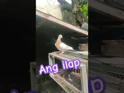 Ang ilap #pigeon #racing #pigeonhobby #fatherandson #kabutar  #pigeonracing #trending #shorts