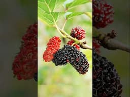 #mulberries#home#organicterracegarden Advantages of Mulberry fruits#cancer treating #healthbenefits