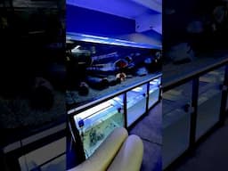 Breeding Blue Ram Cichlids  #fishroom #aquarium #paulstingray