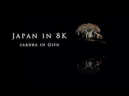 Japan in 8K- Sakura in Gifu-