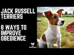 Jack Russell Terriers: 8 Ways To Improve Obedience