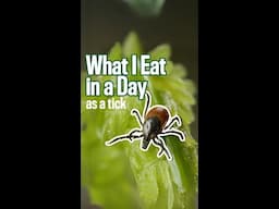 What I Eat in a Day as a Tick