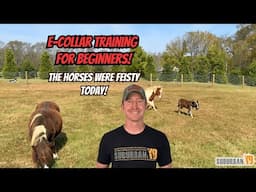 E Collar Training For Beginners: Overview and Theory of SK9 Method