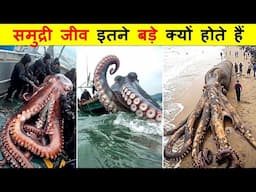 समुन्द्र में रहने वाले जीव इतने विशाल क्यों होते हैं ? WHY DEEP SEA CREATURES ARE GIANTS.