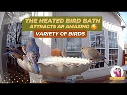 This Heated Bird Bath Attracts AMAZING Winter Birds!