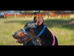 Best tool to walk your Pup