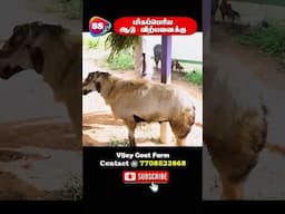 Biggest Goat in Goat Market | Vijay Goat Farm #mecheri #salem #goatfarming #trending #sstvreview