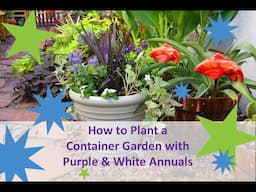 How to Plant a Container Garden with Purple and White Annuals