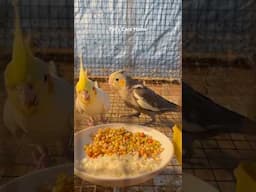 Cockatiel baby try self feed #shorts #viralvideo #youtubeshorts #birds #lovebirds #cockatiel