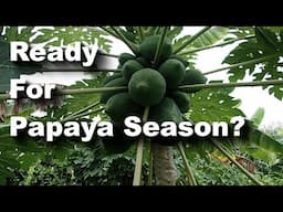 Papaya Coming Up Vegan Camp Update August 2024