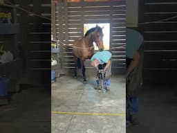 Pretty girl B loven on the farrier. A big thank you to Kenny for all of his great work!