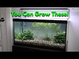 Cheap Substrate & Plants for a Filterless Planted Tank.