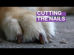 Cutting Your Dog's Nails