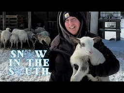 Newborn Lambs In A Snow Storm | Farm Life VLOG