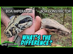 BOA CONSTRICTOR & BOA IMPERATOR How to tell the difference