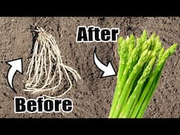 How to Grow Asparagus - Step By Step - Complete Grow Guide