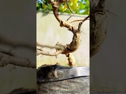 #bonsai #bonsaitree #janabonsai #gardening #viralvideo