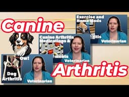 Everything You Should Know About K9 Arthritis | Vet's Voice