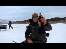 Epic Perch Fishing at Rockport Reservoir, Utah  Catching Big Ones