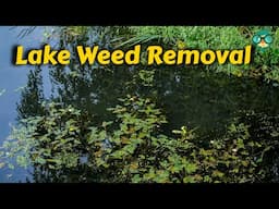 How to Get Rid of Lake Weeds || How to Clean a Lake || Lake Weed Removal || Aquatic Weed Control !!