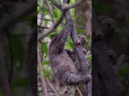 Sloth Climb | Costa Rica | Lindblad Expeditions