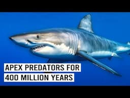 What Makes Sharks The Deadliest Predators?