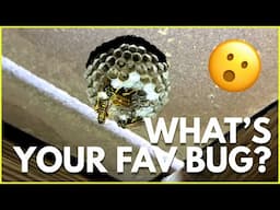 What's Your Favorite Bug?