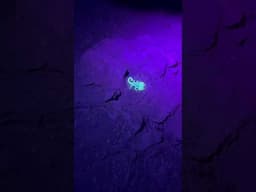 Finding fluorescent Scorpions in the desert at night with a black light #scorpion #desertlife