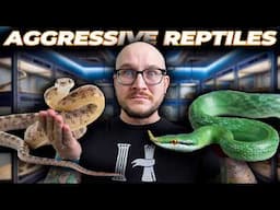 The Most AGGRESSIVE Reptiles That WILL BITE YOU... Probably