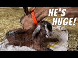 3 More Goats Give Birth! | Farm Vlog