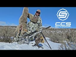 Late Season Educated Coyote - "Make it Count!"