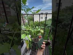 Soil to hydro transplant 🌱 #hydroponics #towergarden #rooftopgarden #urbangardening #garden