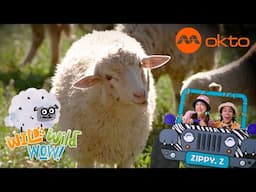 SHEEP STATIC ELECTRICITY Science Fun 🐑⚡🎉 | Wild Wild Wow S1E12C | @mediacorpokto