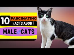 10 Fascinating Facts about Male Cats