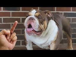 Do Dogs Really Hates Being Flipped Off - Funny Dog Reactions | Cool Pets