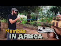 Milking the FIRST Black Mamba Found in Guinea