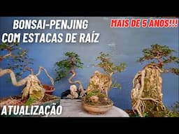 Veja A Atualização - Depois De Mais de 5 Anos! Bonsai Penjing