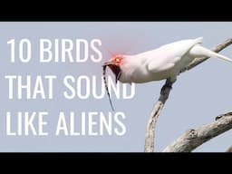 10 Birds That Sound Like Aliens