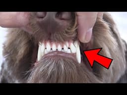 The Real Solution To Keeping Your Dog's Teeth Clean & Healthy