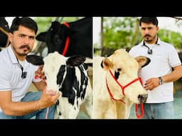 🛑Live🛑Gurwinder Dairy Farm || Call-73551-00093