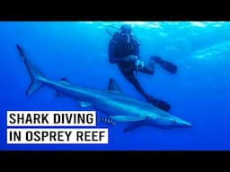 Diving With The Ocean's Apex Predators | Shark Documentary