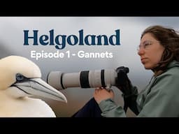 Bird Photography on Helgoland: Northern Gannets