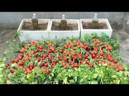 Technique of growing tomatoes in foam containers doesn't require watering but has high productivity